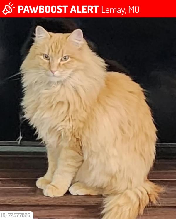 Lost Male Cat last seen West Etta & Stella Ave, Lemay, MO 63125