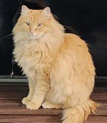 Lost Male Cat last seen West Etta & Stella Ave, Lemay, MO 63125