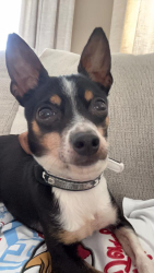 Lost Female Dog last seen Dumfries near red carpet inn and Grace church, Dillwyn, VA 23936