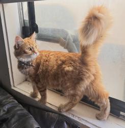 Lost Female Cat last seen Encina Ave, Monterey, CA 93940