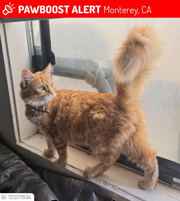 Lost Female Cat last seen Encina Ave, Monterey, CA 93940
