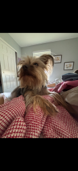 Lost Male Dog last seen E pyle and Cactus, Enterprise, NV 89183