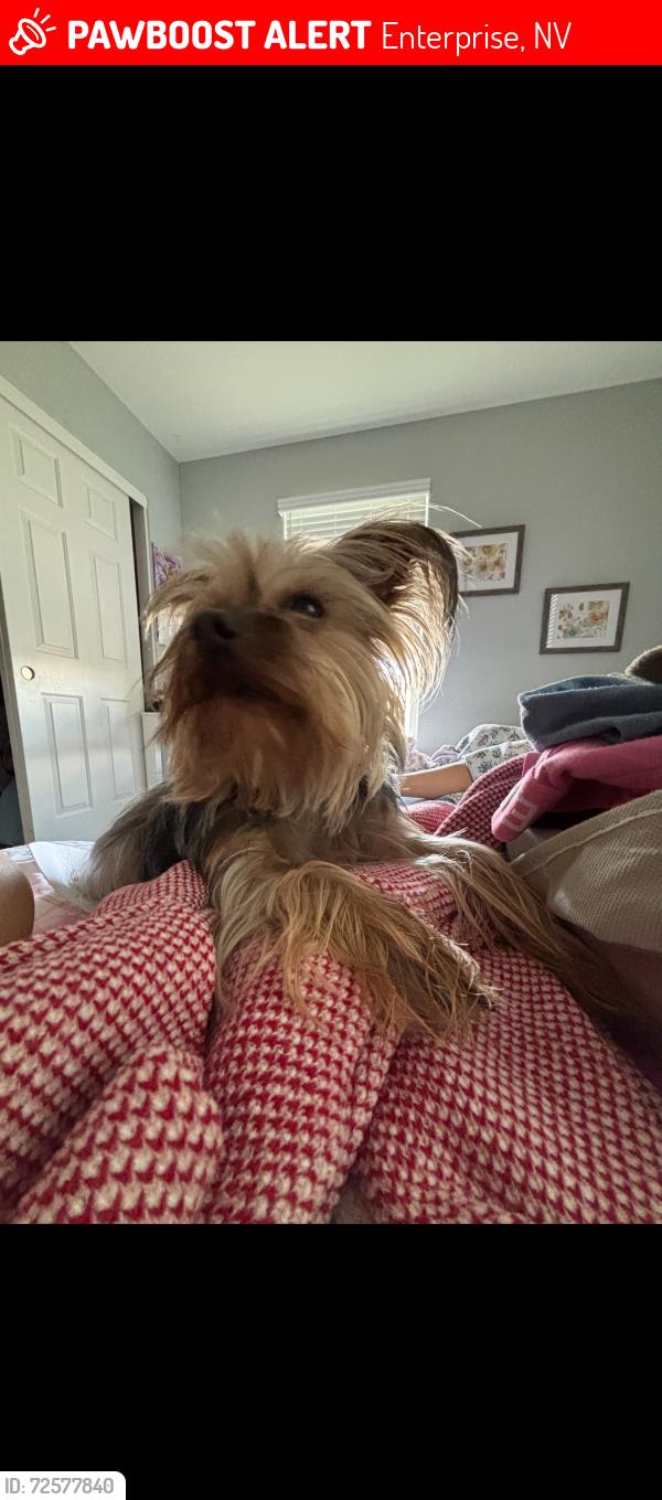Lost Male Dog last seen E pyle and Cactus, Enterprise, NV 89183