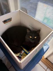 Lost Female Cat last seen Cather and Weller, San Diego, CA 92122