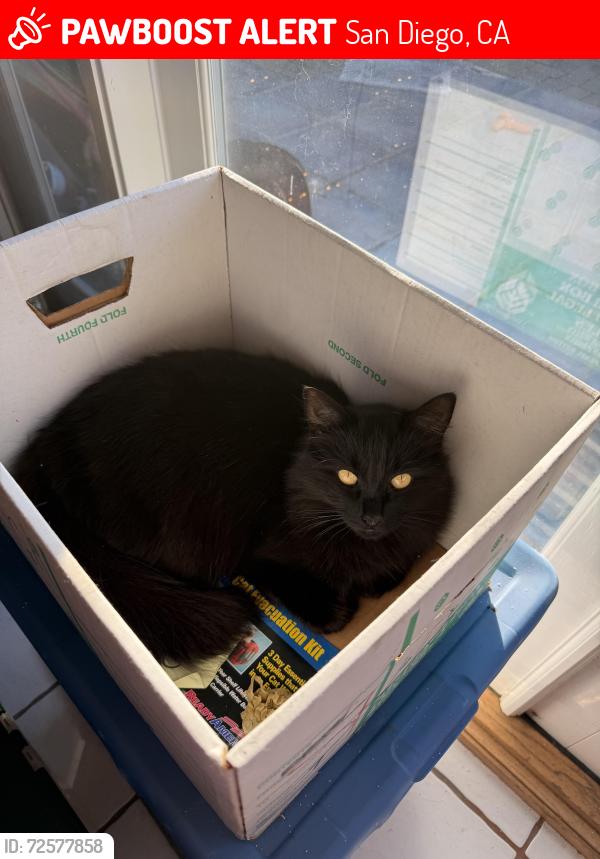 Lost Female Cat last seen Cather and Weller, San Diego, CA 92122