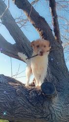 Reunited Male Dog last seen Near Kempwood dr Apt 161 Houston tx 77080, Houston, TX 77080