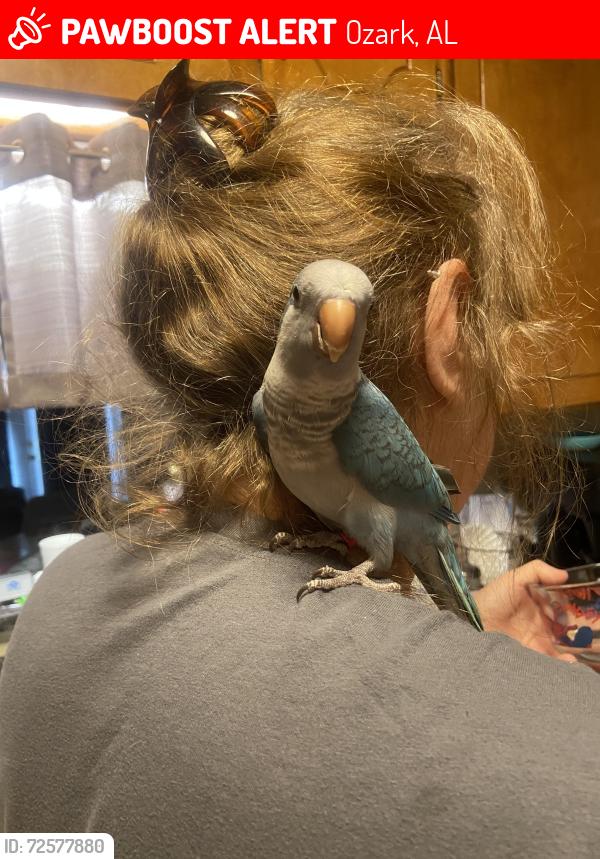 Lost Male Bird last seen Woodview Dr/Deese Rd, Ozark, AL 36360