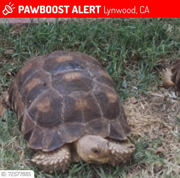 Lost Unknown Reptile last seen Agnes & 2nd street , Lynwood, CA 90262