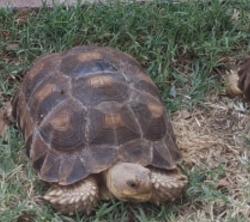 Lost Unknown Reptile last seen Agnes & 2nd street , Lynwood, CA 90262