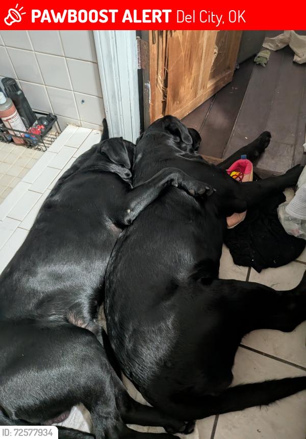 Lost Male Dog last seen 44th Bryant sunnylane or 29th, Del City, OK 73115