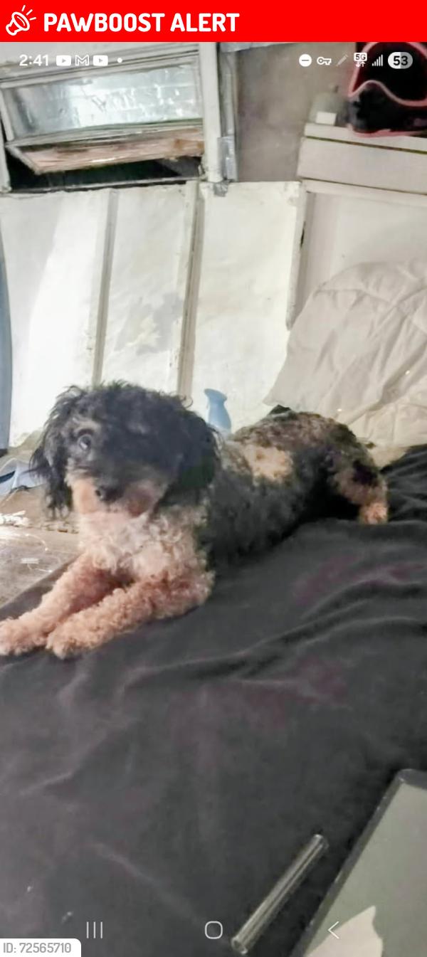 Lost Male Dog last seen Florence and compton, Florence-Graham, CA 90001