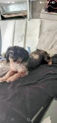 Lost Male Dog last seen Florence and compton, Florence-Graham, CA 90001