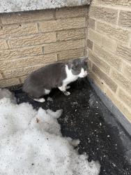 Found/Stray Male Cat last seen Pearl rd and biddulph , Cleveland, OH 44144