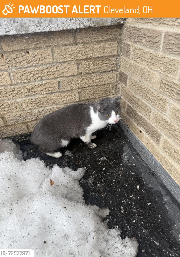 Found/Stray Male Cat last seen Pearl rd and biddulph , Cleveland, OH 44144