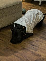 Lost Male Dog last seen Don't know, Waller, TX 77484