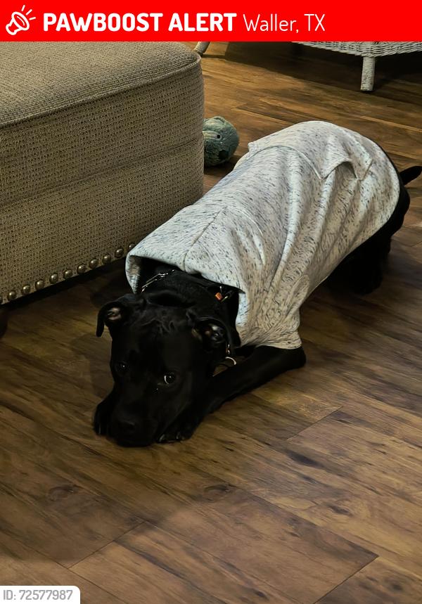 Lost Male Dog last seen Don't know, Waller, TX 77484