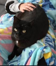 Lost Male Cat last seen Near Stonewood Ct. San Pedro, CA 90732, Los Angeles, CA 90732