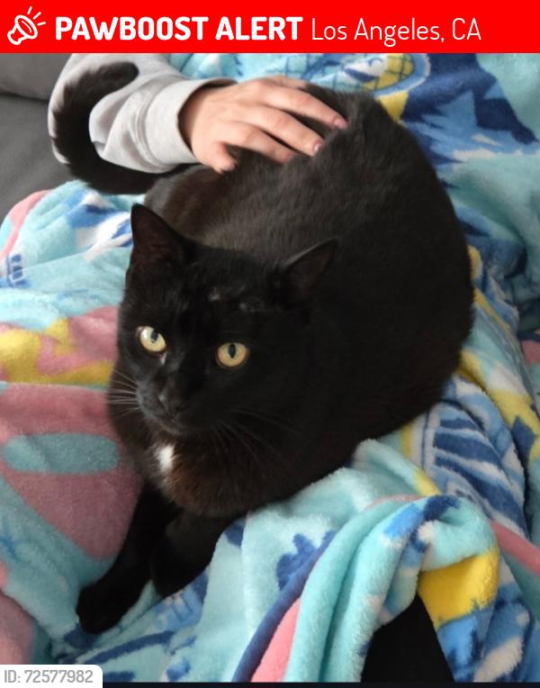 Lost Male Cat last seen Near Stonewood Ct. San Pedro, CA 90732, Los Angeles, CA 90732