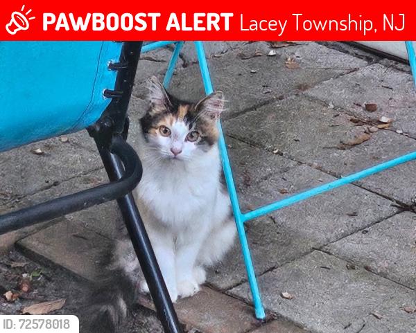 Lost Female Cat last seen Maple, Nautilus , Lacey Township, NJ 08731