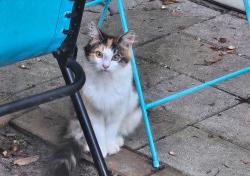 Lost Female Cat last seen Maple, Nautilus , Lacey Township, NJ 08731