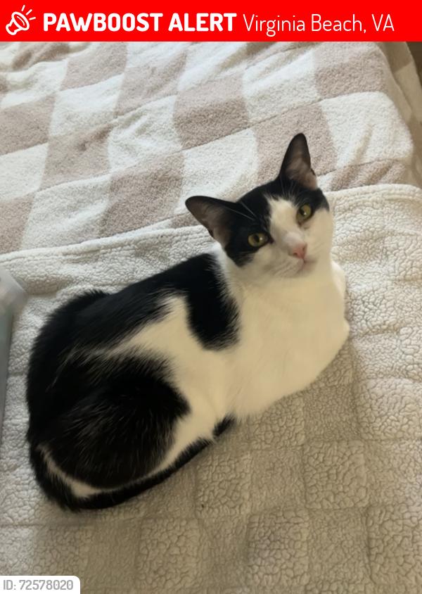 Lost Male Cat last seen Addison Rd , Virginia Beach, VA 23462