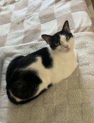 Lost Male Cat last seen Addison Rd , Virginia Beach, VA 23462