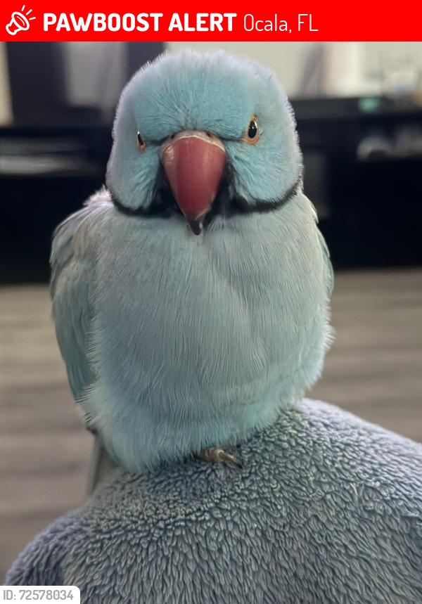 Lost Male Bird last seen 129th loop, Ocala, FL 34473