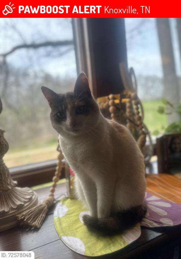 Lost Female Cat last seen Westland~Bluegrass area, Knoxville, TN 37922