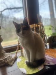 Lost Female Cat last seen Westland~Bluegrass area, Knoxville, TN 37922