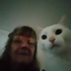 Lost Male Cat last seen Mintisouri school and water nearby, Fayetteville, AR 72702