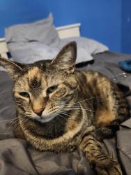 Lost Female Cat last seen Tharpe and Old Bainbridge , Tallahassee, FL 32303