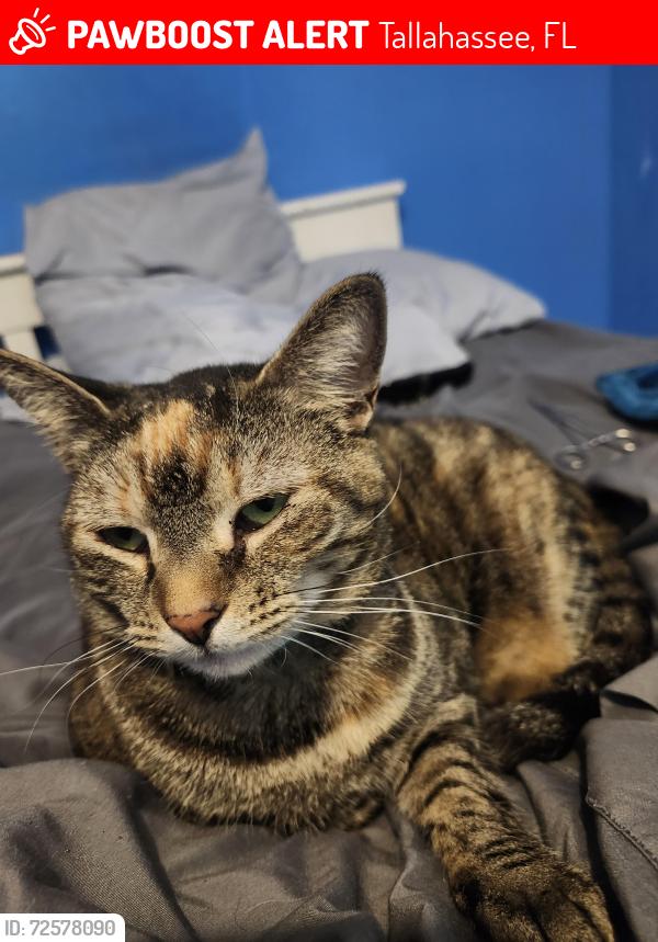 Lost Female Cat last seen Tharpe and Old Bainbridge , Tallahassee, FL 32303
