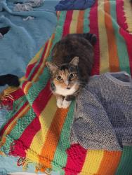 Lost Female Cat last seen Edgewood, Melbourne, FL 32901