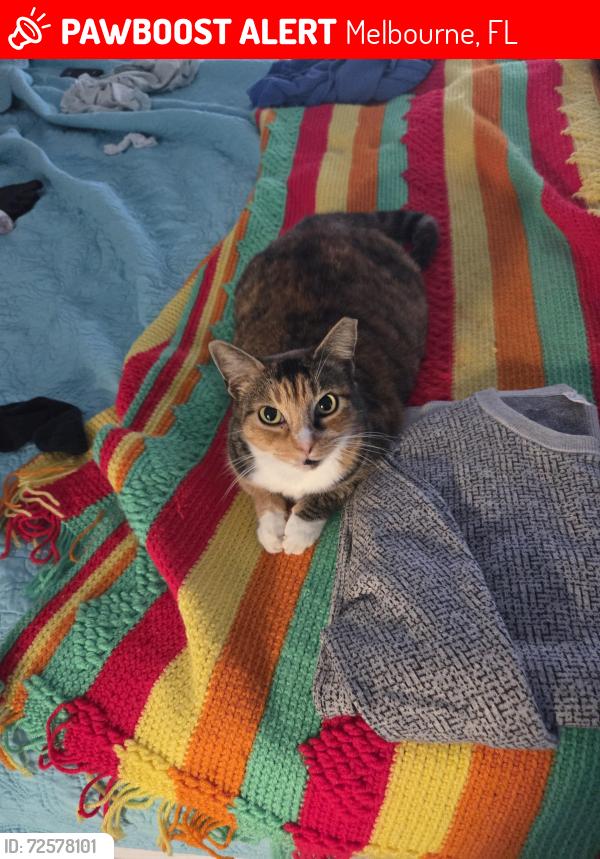 Lost Female Cat last seen Edgewood, Melbourne, FL 32901