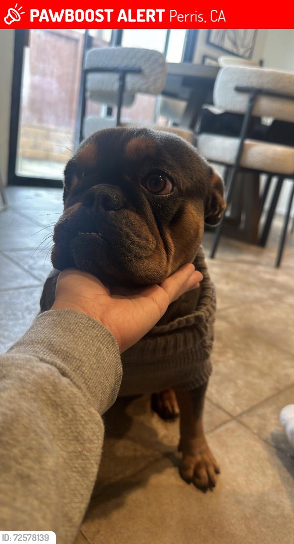 Lost Male Dog last seen Albilo loop and Eaton park , Perris, CA 92571