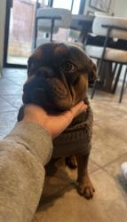 Lost Male Dog last seen Albilo loop and Eaton park , Perris, CA 92571