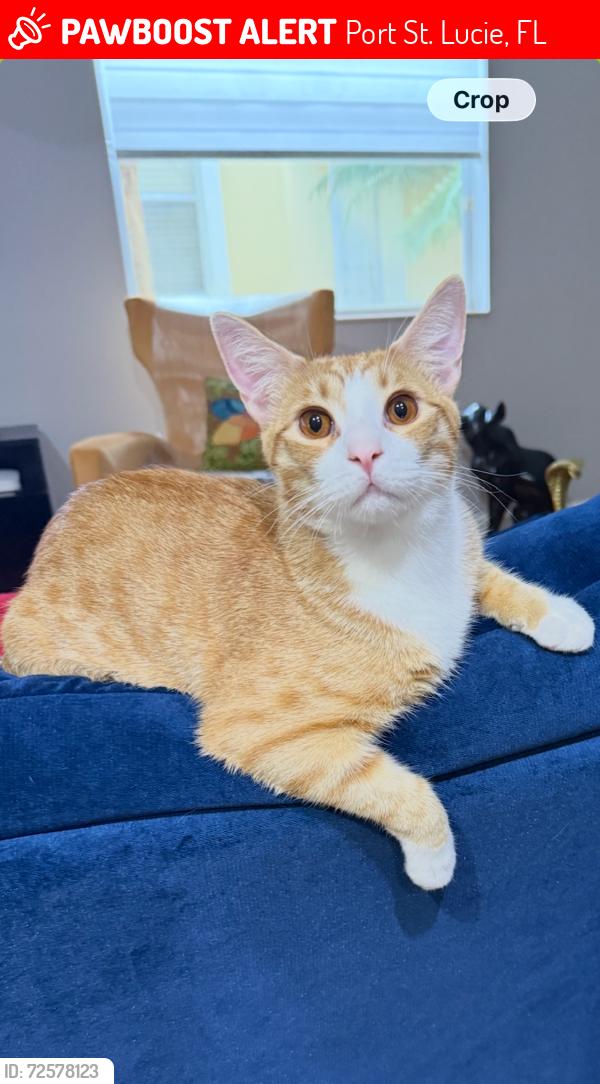 Lost Male Cat last seen St. James and Levitz, Port St. Lucie, FL 34983