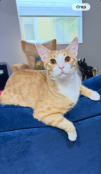 Lost Male Cat last seen St. James and Levitz, Port St. Lucie, FL 34983