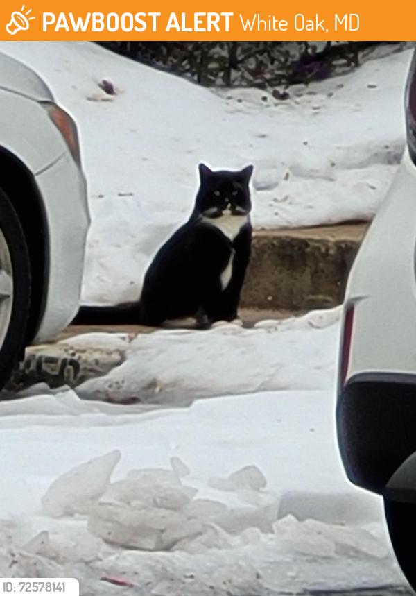 Found/Stray Unknown Cat last seen Oak Leaf Drive, Silver Spring, MD, White Oak, MD 20901