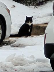 Found/Stray Unknown Cat last seen Oak Leaf Drive, Silver Spring, MD, White Oak, MD 20901