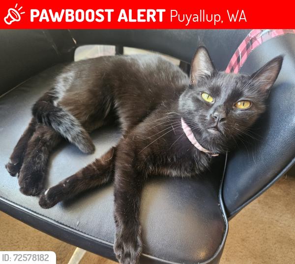 Lost Female Cat last seen Downtown Puyallup near Milwaukee ave, Puyallup, WA 98372