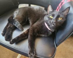 Lost Female Cat last seen Downtown Puyallup near Milwaukee ave, Puyallup, WA 98372