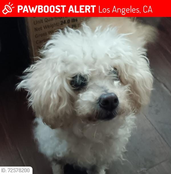 Lost Female Dog last seen S Lorena and Opal Street, Los Angeles, CA 90023