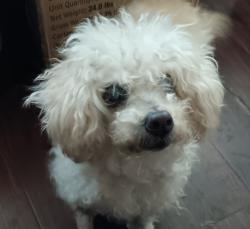 Lost Female Dog last seen S Lorena and Opal Street, Los Angeles, CA 90023