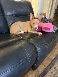 Found/Stray Female Dog last seen WCR 140 and SCR 1225, Midland County, TX 79765