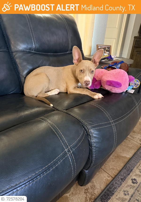 Found/Stray Female Dog last seen WCR 140 and SCR 1225, Midland County, TX 79765