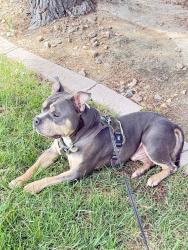Lost Male Dog last seen Judson and Nellis, Sunrise Manor, NV 89156