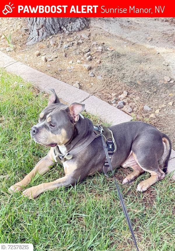 Lost Male Dog last seen Judson and Nellis, Sunrise Manor, NV 89156