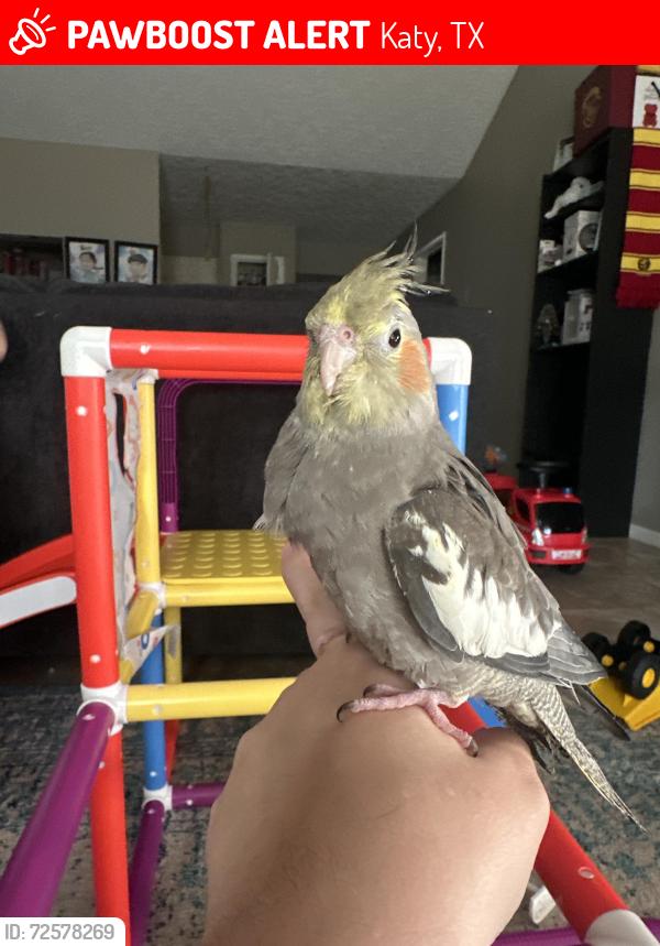 Lost Male Bird last seen Franz and 99 , Katy, TX 77449
