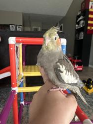 Lost Male Bird last seen Franz and 99 , Katy, TX 77449